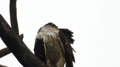 eagle in tree uhd mp4 4k video.