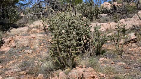 Arid-Cholla-Cactus-Garden-In-Royal-Gorge-Colorado,-USA