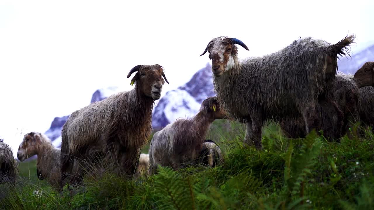 네팔 의 코리 의 푸른 산 언덕 에서 양  가 풀 을 잡고 있는 풍경