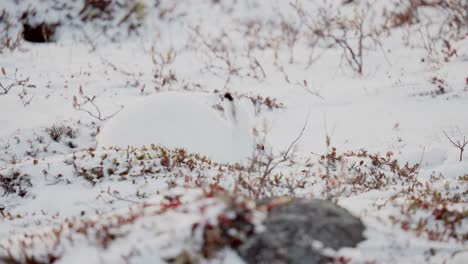 Ein-Schneehase-Auf-Der-Suche-Nach-Schmackhafter-Tundra-Vegetation-Im-Frühen-Winterschnee-In-Der-Nähe-Von-Churchill,-Manitoba,-Kanada