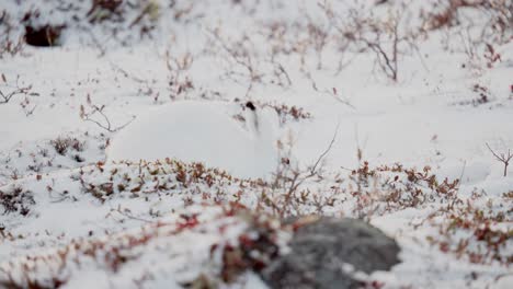 an artic hare searching for tasty tundra vegetation among the early winter snow near churchill manitoba canada