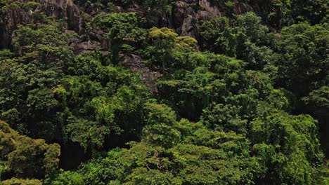 toma de seguimiento de drones de selva tropical y acantilado rocoso