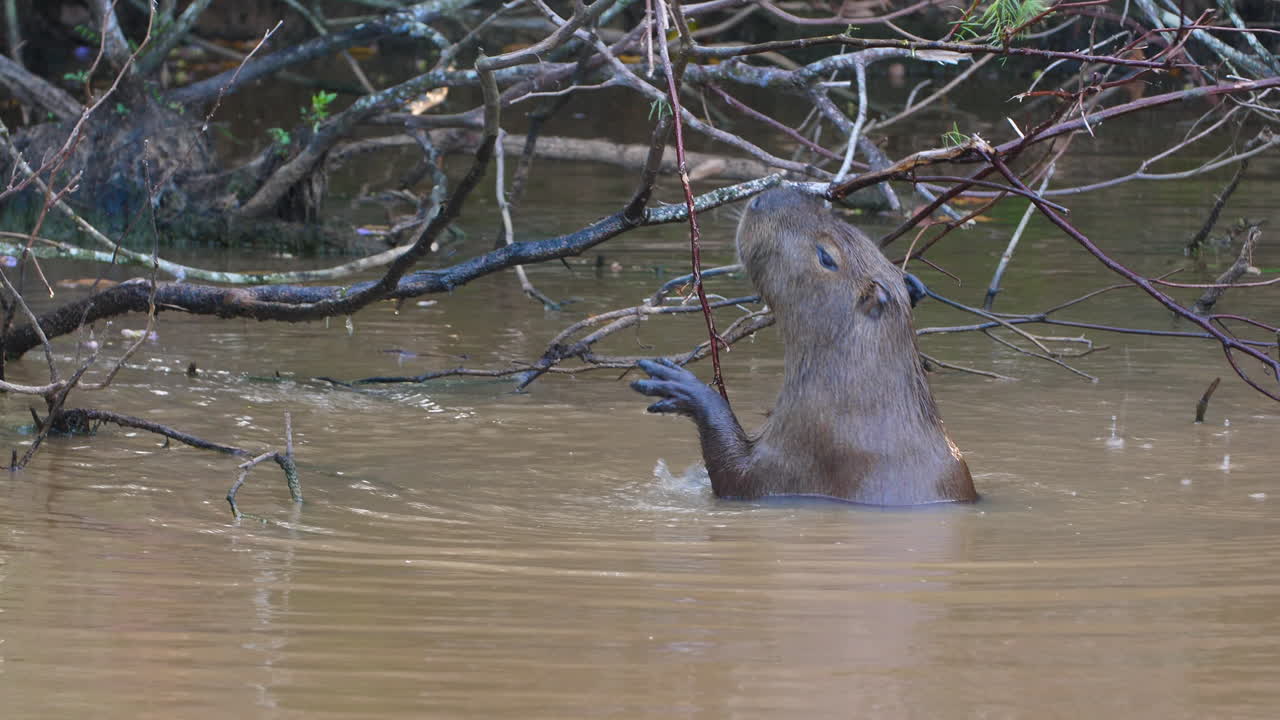 capibara (hydrochoerus hydrochaeris) comiendo mientras está en el agua. guayana francesa