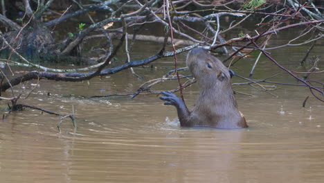 capybara (hydrochoerus hydrochaeris) eating while in the water. french guiana