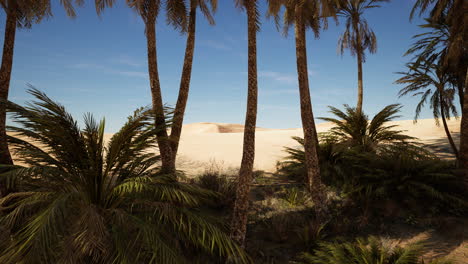 plantation of date palms intended for healthy food production