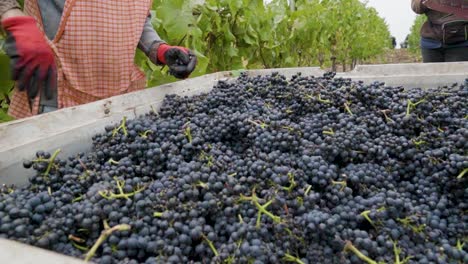 cámara lenta de manos quitando el tallo de un racimo de uvas tomadas de un contenedor, valle de leyda, chile