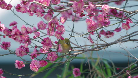 warbling white-eye bird feeding on the nectar of pink plum blossoms in the tree