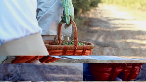 Couple-harvesting-olives-from-tree-in-farm