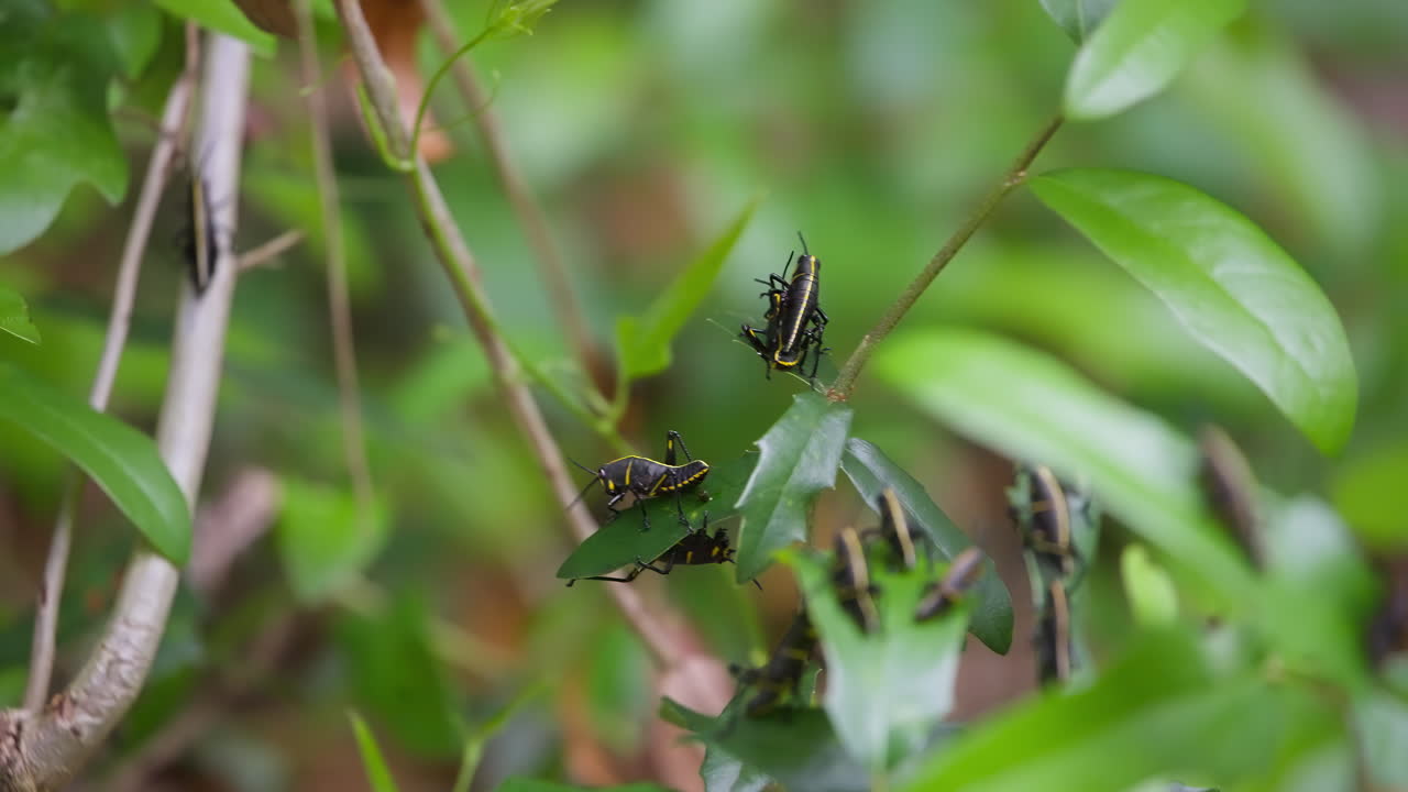 Two eastern lubber grasshoppers fighting one another while other eastern lubber grasshoppers eat lush green leaves growing from a plant with a out of focus blurred background.