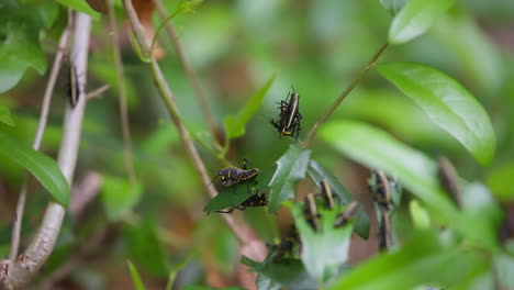 two eastern lubber grasshoppers fighting one another while other eastern lubber grasshoppers eat lush green leaves growing from a plant with a out of focus blurred background.