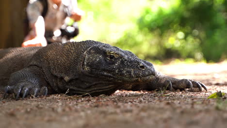 El-Dragón-De-Komodo-Mira-Desde-Lejos-Bajo-La-Sombra-En-La-Isla-De-Komodo,-Indonesia