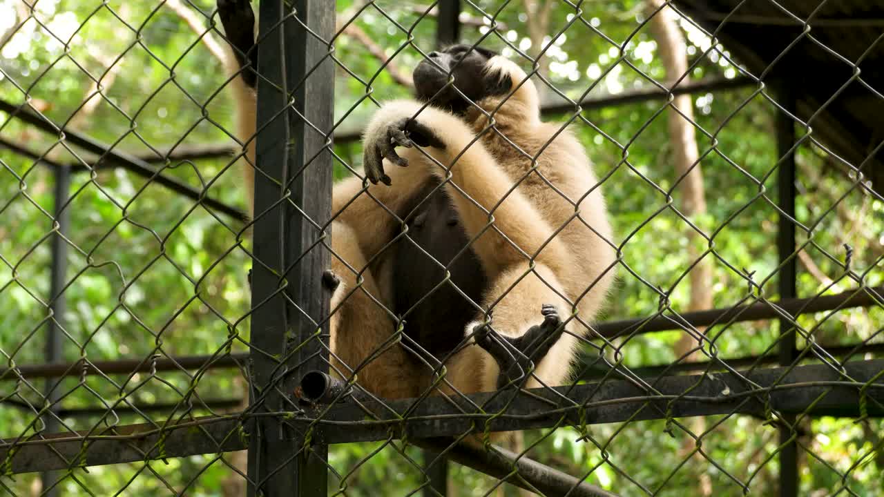 White-handed gibbon, a species of ape, sitting in a cage at a zoo