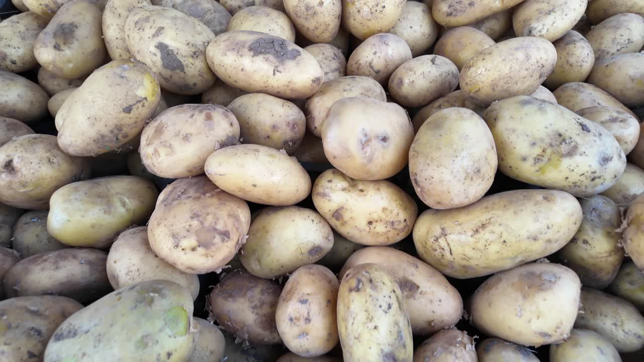 Primo piano di molte patate crude con terra