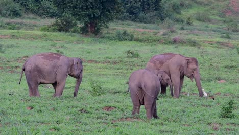 Los-Elefantes-Asiáticos-Son-Especies-En-Peligro-De-Extinción-Y-También-Son-Residentes-De-Tailandia