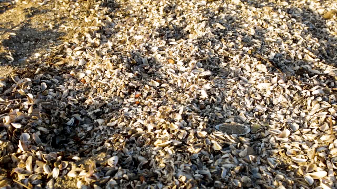 persona caminando sobre muchas conchas de mejillones muertos