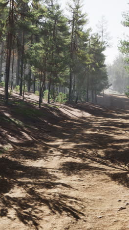 misty forest path