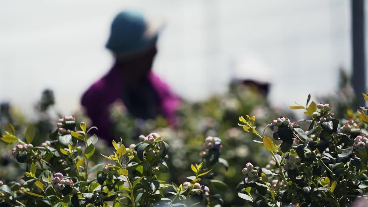 Raccolta di mirtilli in Sudafrica con lavoratori sullo sfondo