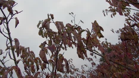 Airplane-through-the-tree-leaves