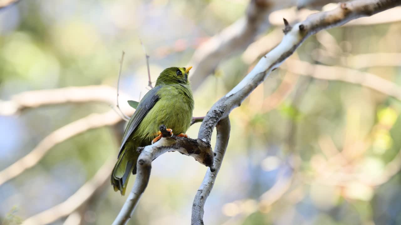 un pájaro se sienta y se mueve en una rama