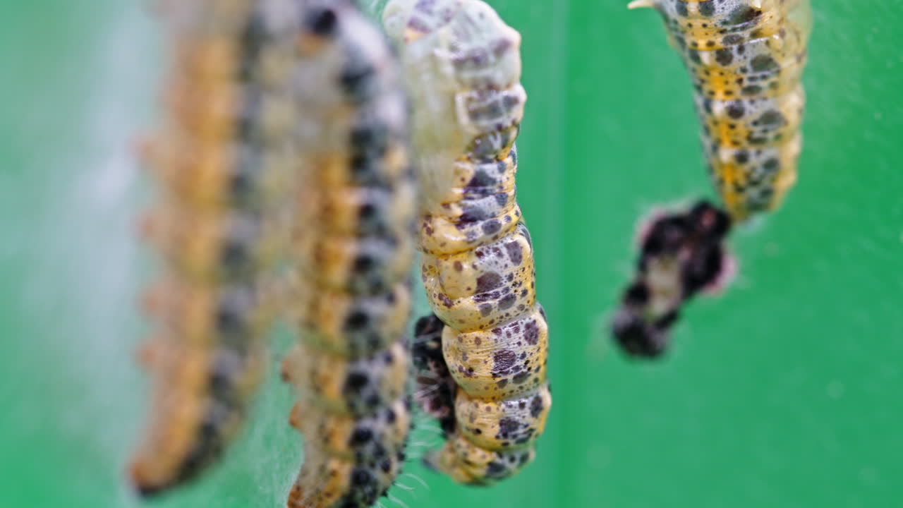 Close-up of pieris brassicae caterpillars hanging on a green surface