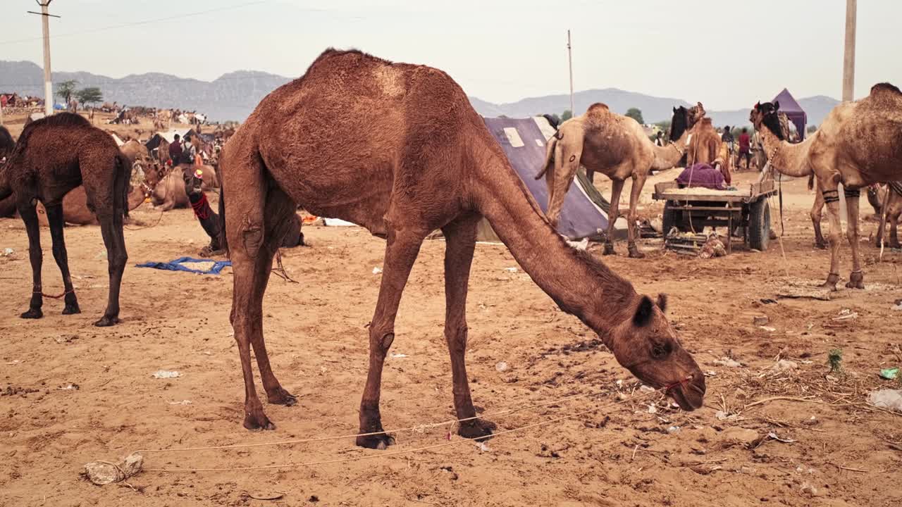 los camellos en pushkar mela el festival de la feria de camellos en el campo comiendo masticando. pushkar, rajasthan, india