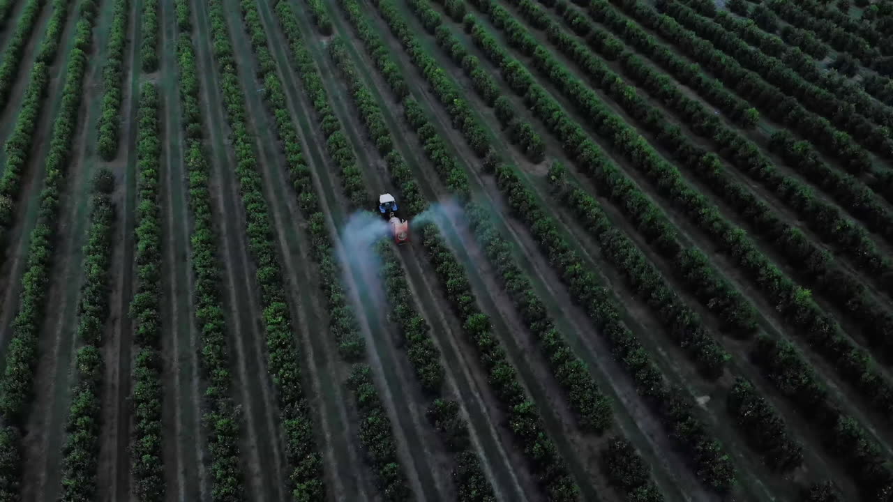 Trattore agricolo che irrora erbicida su una piantagione di aranci in Brasile.