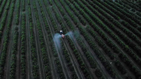 agricultural tractor spraying herbicide on orange plantation in brazil