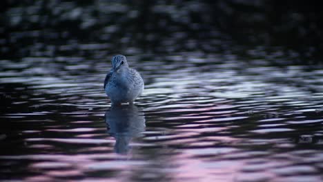 telephoto closeup of greenshank bird on shallow water eating insects at sunset