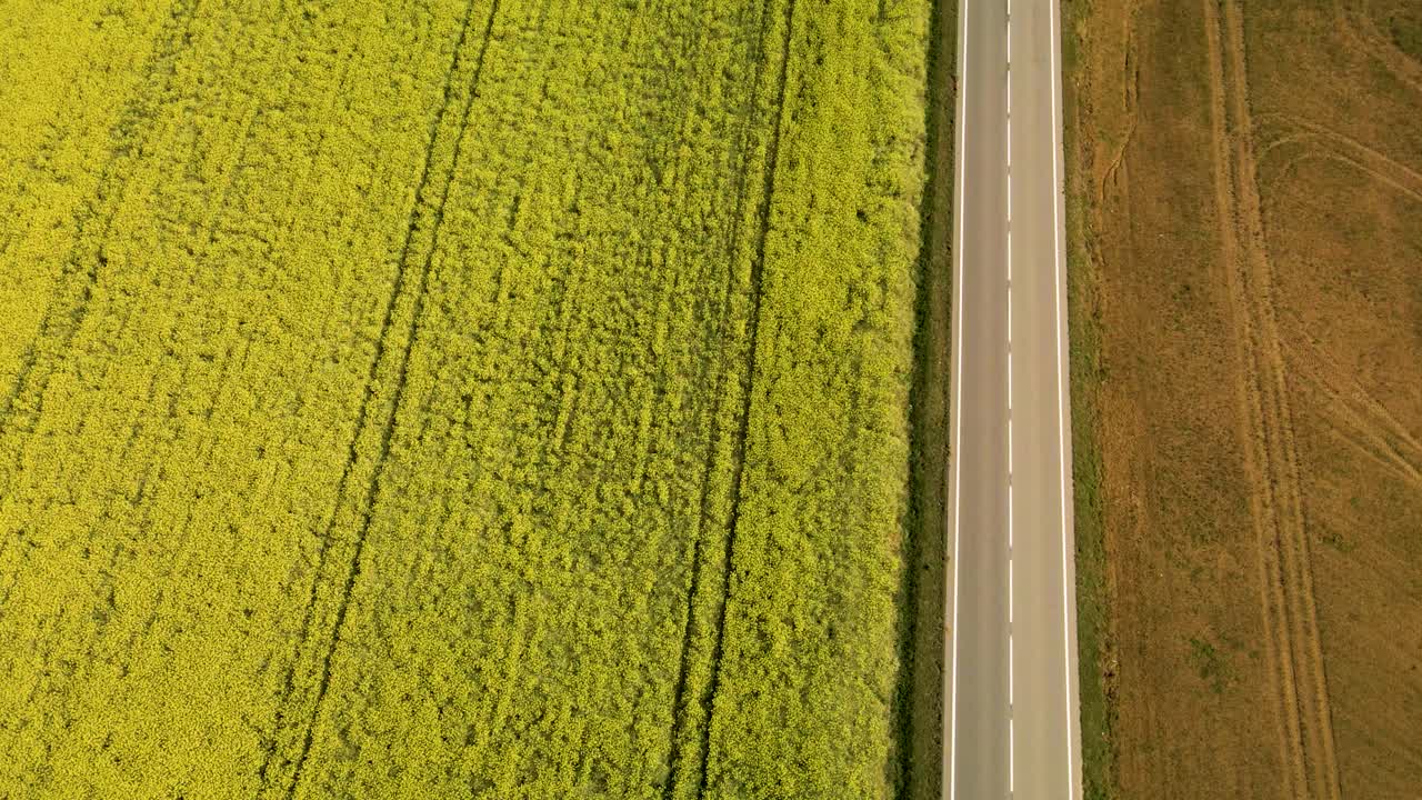 los pájaros aéreos miran hacia adelante sobre el campo de colza en flor con un camino simple