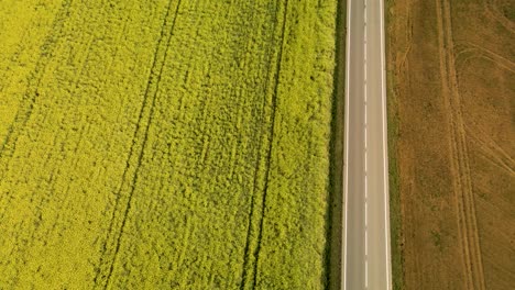 Luftvögel-Blicken-Nach-Vorne-über-Blühendes-Rapsfeld-Mit-Einfacher-Straße