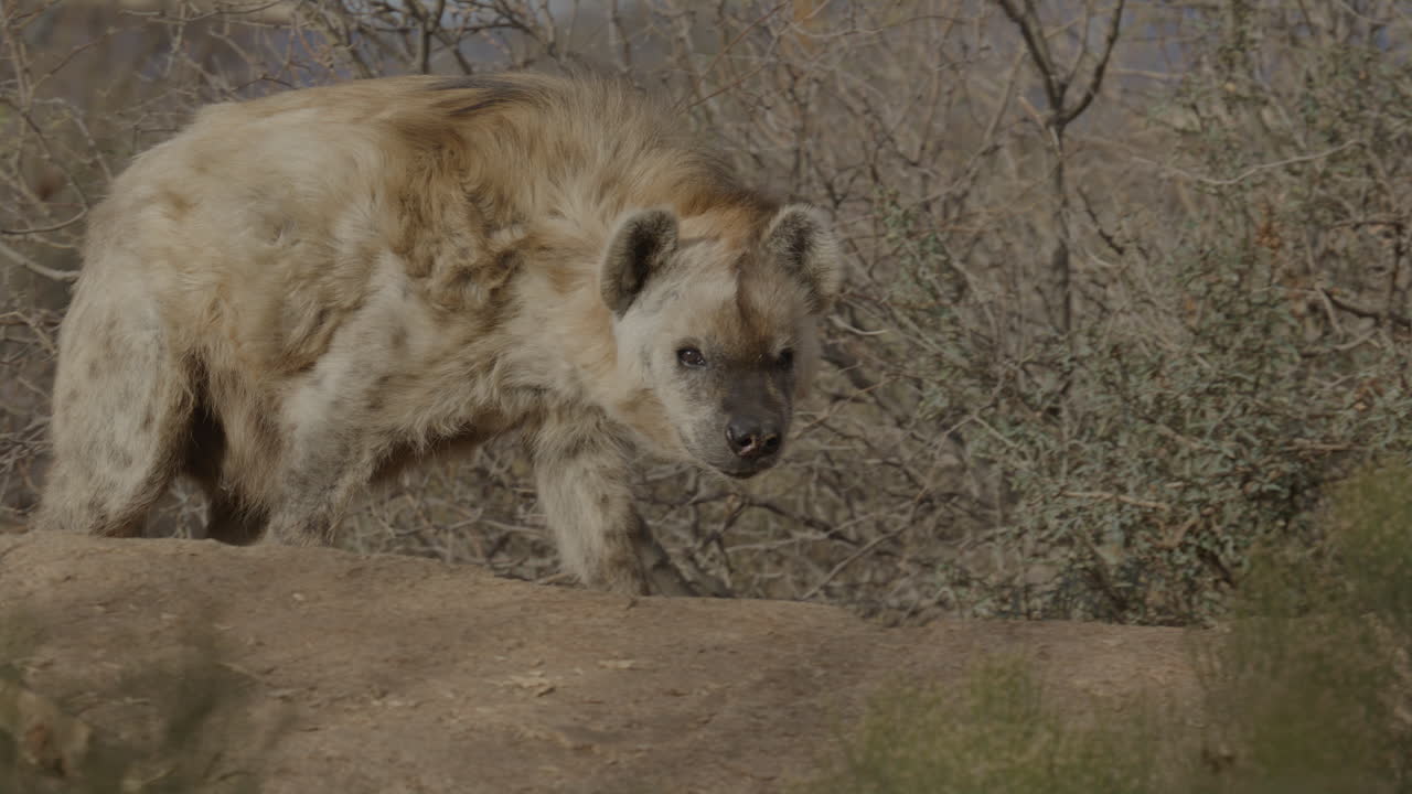 cerca de la hiena caminante vida silvestre en áfrica