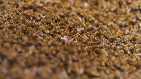 large family of bees enters hive