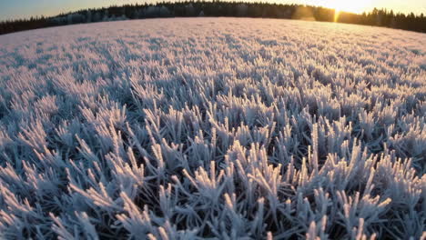 frozen grass field at sunrise