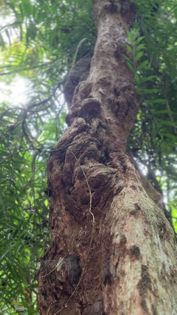 Low Angle View of a Textured Tree Trunk in a Forest