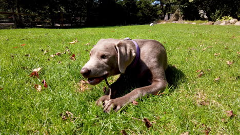 cute silver labrador retriever dog playing biting a wooden stick on the grass