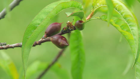 Nueva-Fruta-Verde-De-Nectarina-En-Ciernes-En-Una-Rama-De-árbol-Exuberante,-De-Cerca