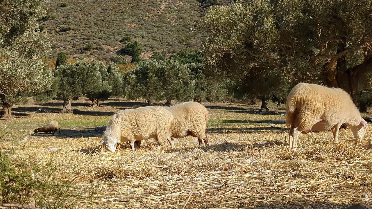 Pecore che mangiano all'aperto in campagna vicino alle montagne, scena agreste