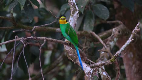 Seen-from-its-side-with-a-twig-to-use-to-make-its-nest-while-looking-around-then-flies-away-to-deliver,-Long-tailed-Broadbill-Psarisomus-dalhousiae,-Thailand