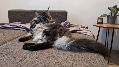 norwegian forest maine coon cat breed self grooming by licking fur on the couch in modern house