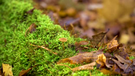 Moosiger-Und-Vermoderter-Baumstamm-Mit-Winzigem-Pilz-Im-Wald,-Nahaufnahme