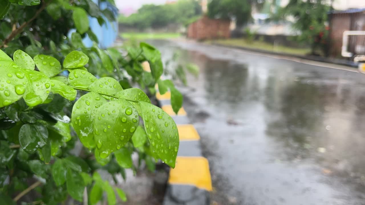 In the rainy season, eastern India receives heavy rainfall during the rainy season.