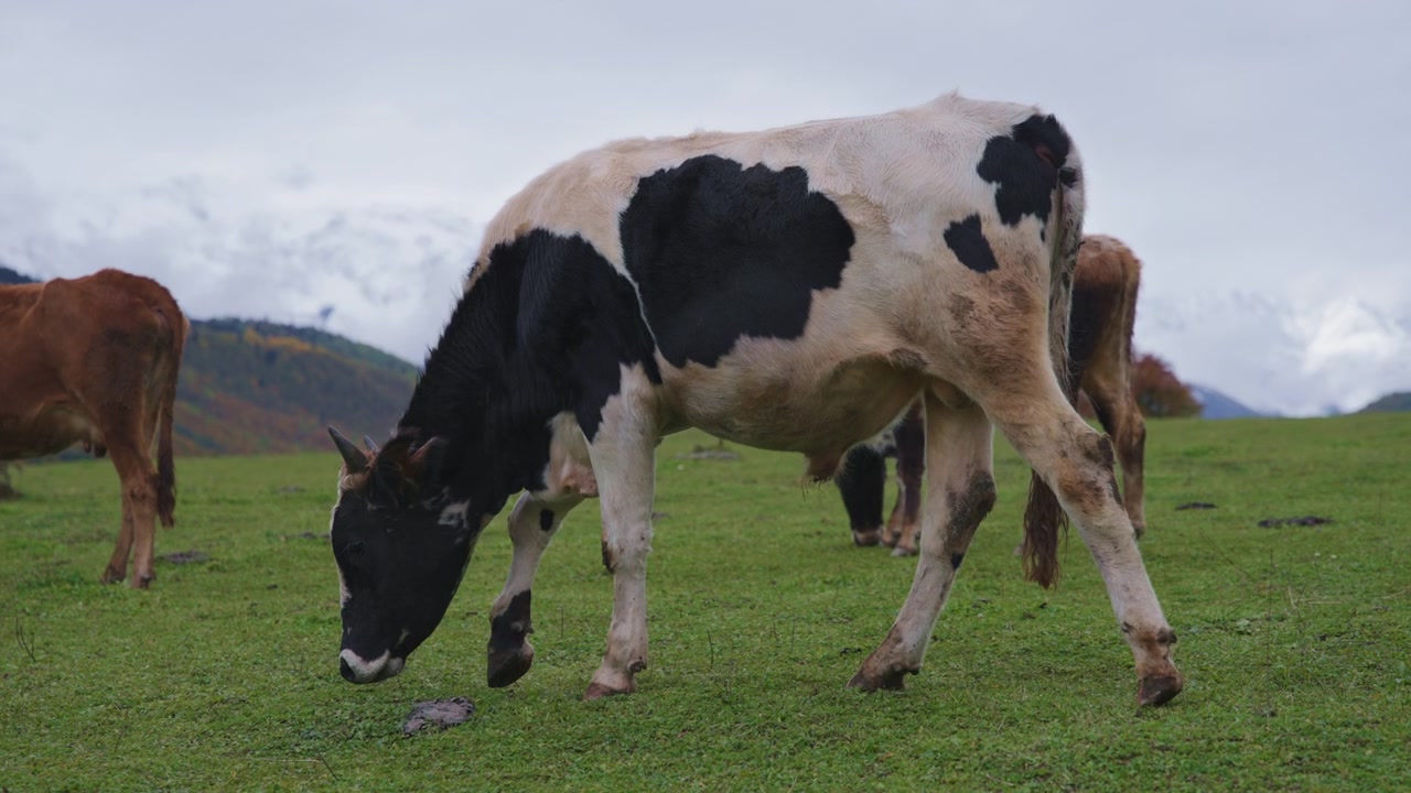 Mandria di bestiame al pascolo in montagna.
