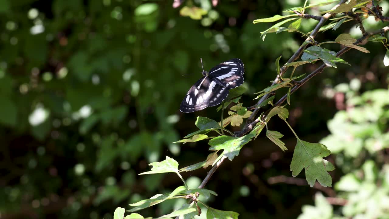 metraje cinematográfico en primer plano de una mariposa con alas abiertas sentada en una hoja con calma