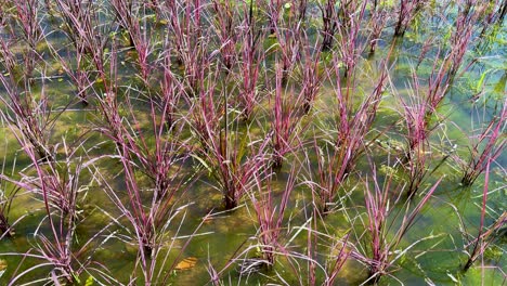 colorful rice plants sway in water