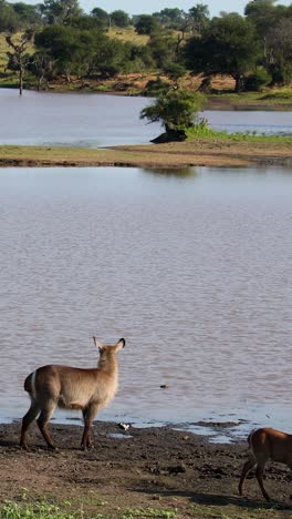 vertical shot of three waterbuck alert at a waterhole in the african bush trying to drink water in the kruger national park, south africa.