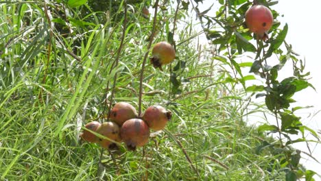 Hanging-Pomegranates-At-Farm-In-Sindh,-Pakistan