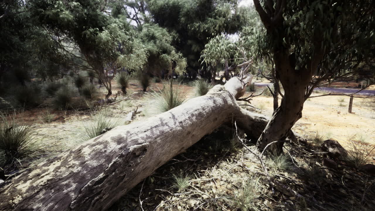 숲 속 에 쓰러진 나무