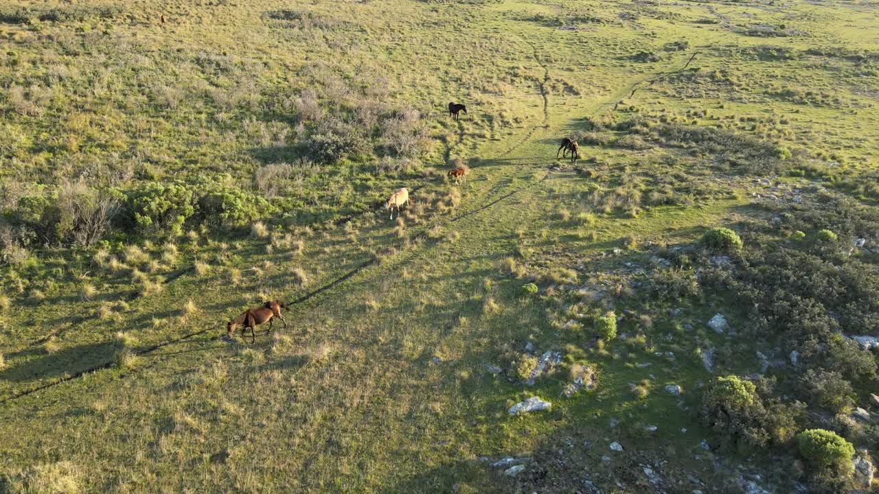 말 떼가 들판을 자유롭게 이동하고 공중 추적