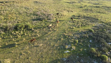 una manada de caballos se mueve libremente por el campo, seguimiento aéreo