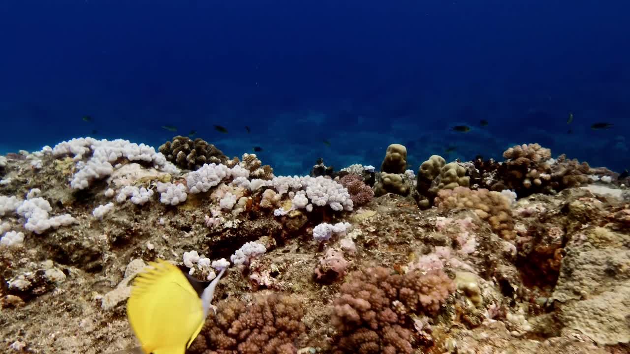 Drifting over shallow coral reef with blue ocean as backdrop
